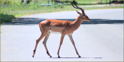 It’s a wildlife habitat, so slow down!