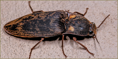 The mysterious clicking sound