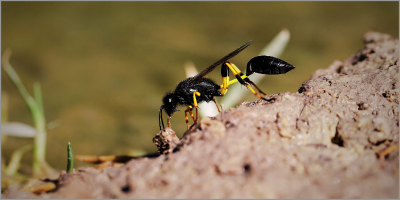 The wasp drama
