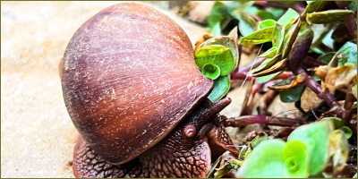 Unexpected guests at Tamarillo Estate